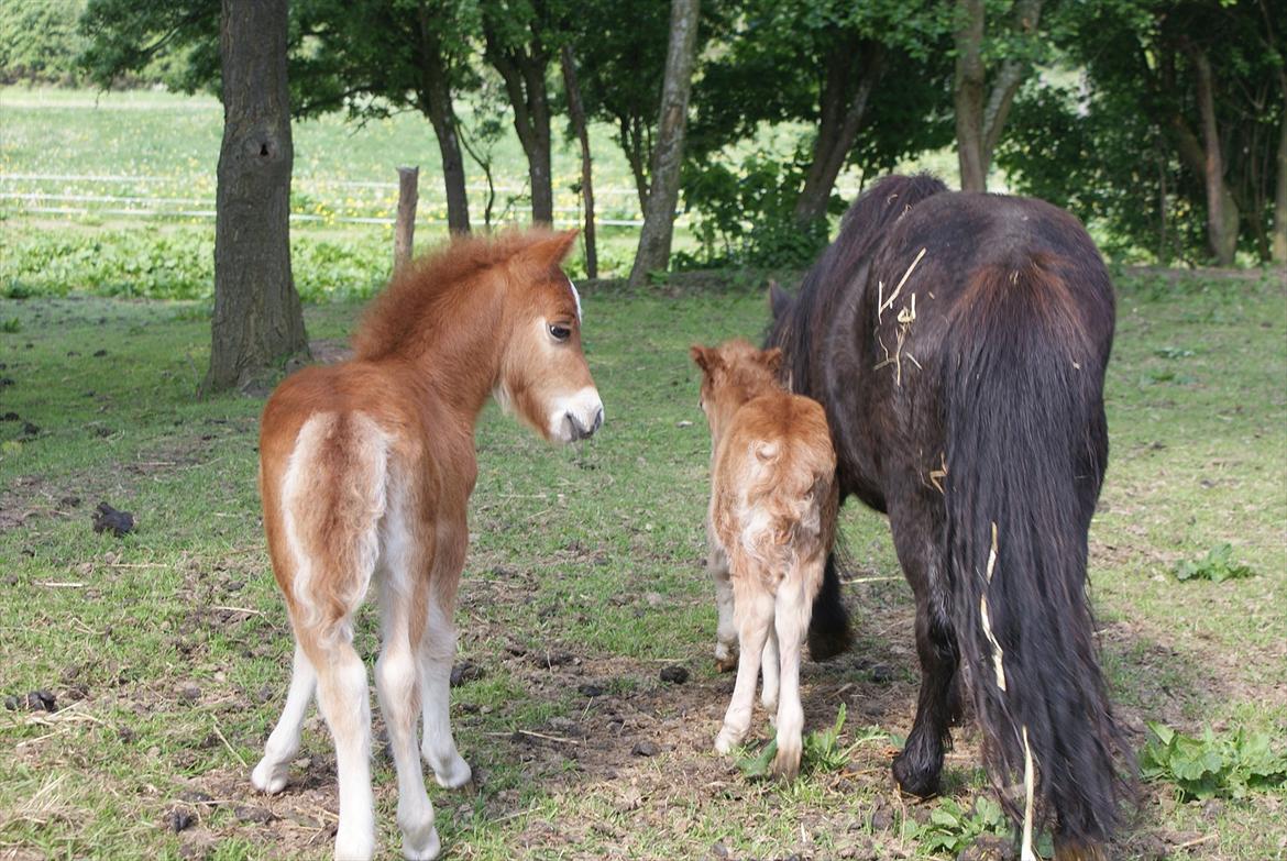 Shetlænder Kaos - Kaos kigger lige til Freja og Frk. Fie billede 4