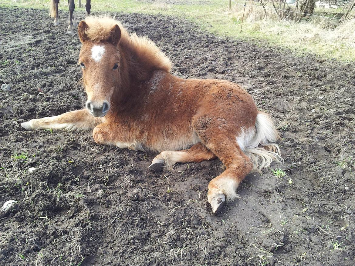 Shetlænder Kaos - En træt Kaos billede 6