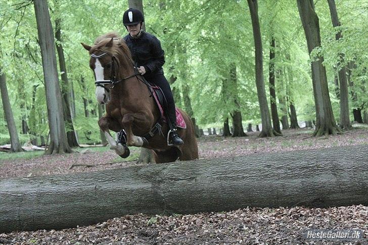 Welsh Pony af Cob-type (sec C) Gribsvads Lady Dee<3 - victoria hvar ude og tage billeder af mig og Lady og det her blev klart et af de bedste
2012 billede 11