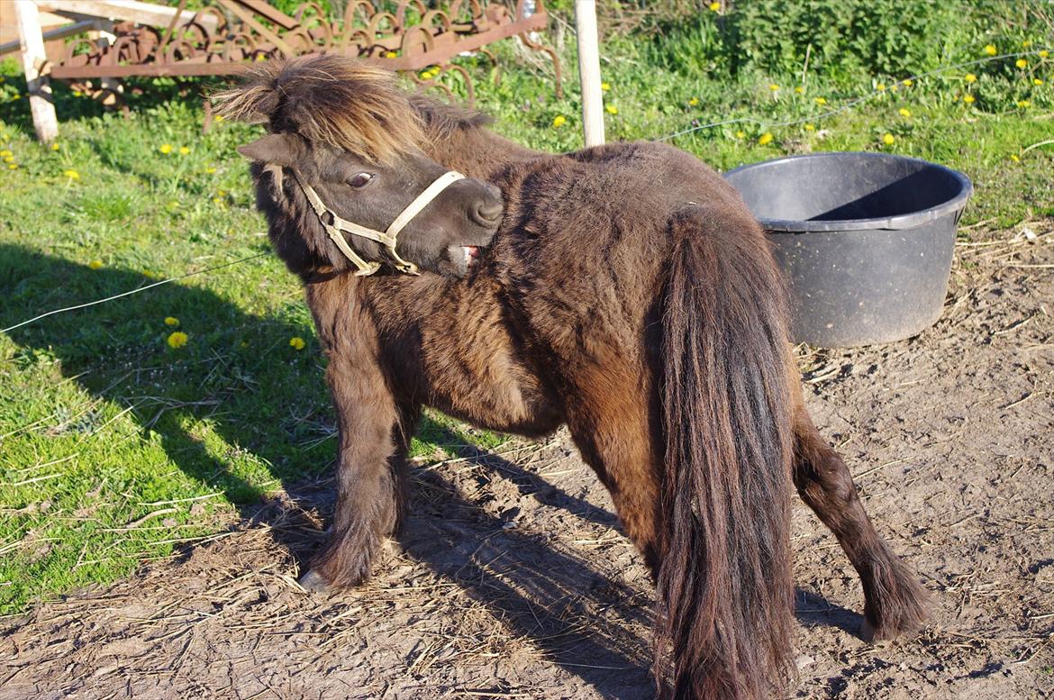 Shetlænder speedy billede 19