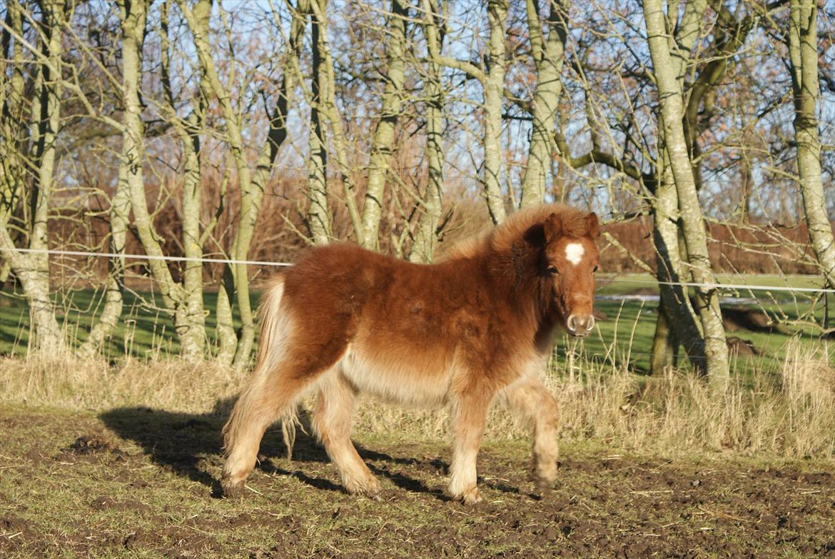 Shetlænder Kaos - så lille og sød billede 11