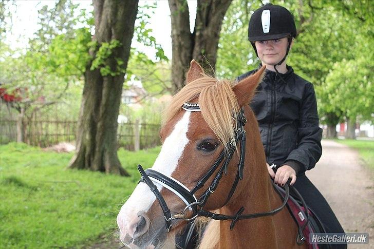 Welsh Pony af Cob-type (sec C) Gribsvads Lady Dee<3 - victoria var ude og tage billeder af mig og lady :-)
2012 billede 13