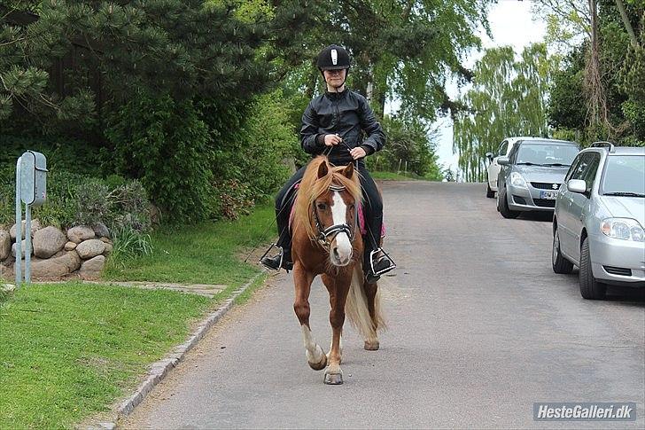 Welsh Pony af Cob-type (sec C) Gribsvads Lady Dee<3 - mig og lady på vej ned af vejen :-) 2012 billede 14
