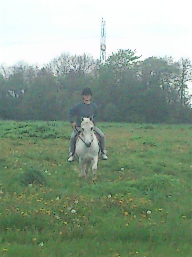 DSP Mascot-My soulmate<3 - Trav på marken 15/5-2012 <3 <3 billede 14