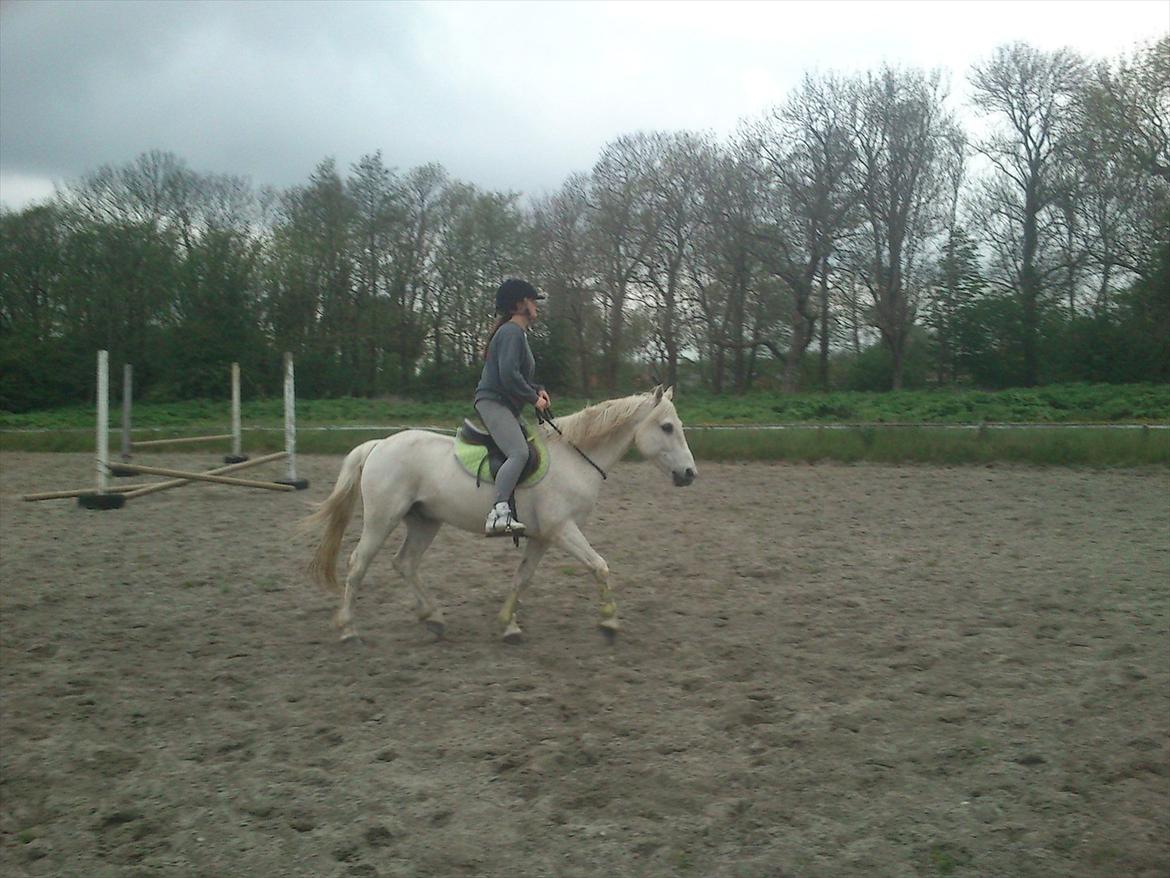 DSP Mascot-My soulmate<3 - Trav i cordeo 15/5-2012 <3 <3 billede 15