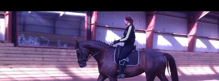 Dansk Varmblod Godthaabs bright eye billede 9