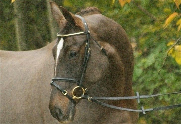 Dansk Varmblod Godthaabs bright eye billede 10