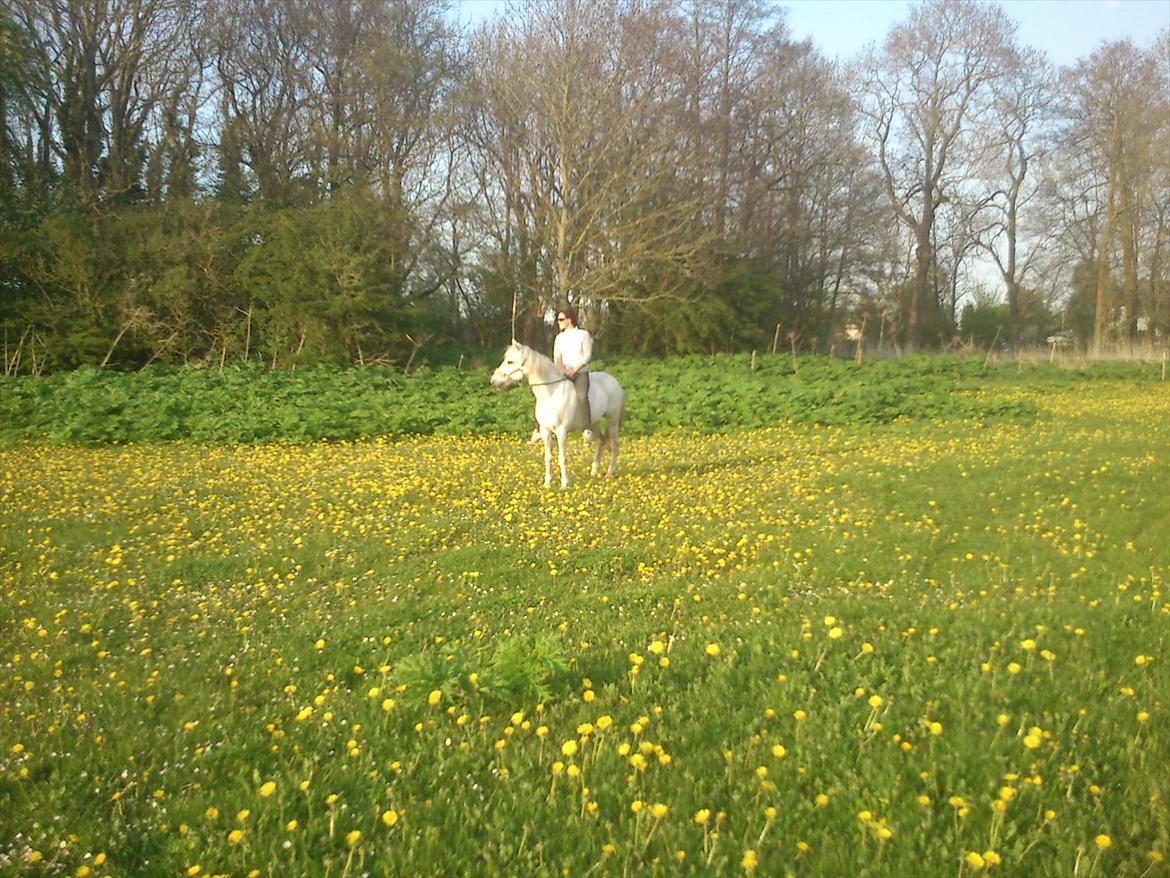 Anden særlig race Duet- min stjerne<3 - Duet <3 billede 14