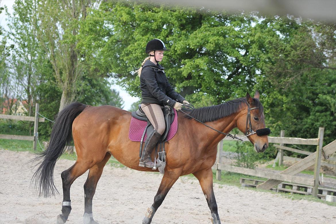 Dansk Varmblod Bellevue - Hackamoren ser voldsom ud, men det er den på ingen måde! :) Taget 15-5-12 billede 8