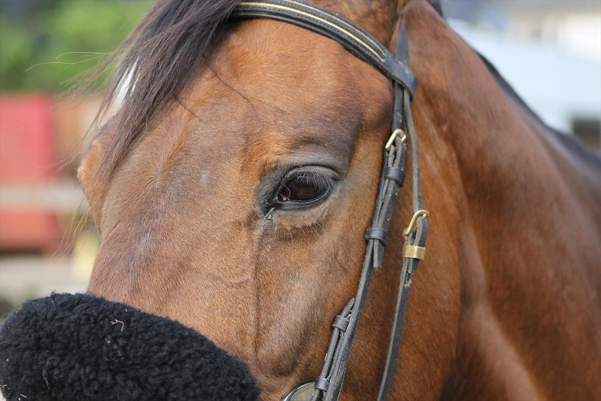 Dansk Varmblod Bellevue - Taget 15-5-12 billede 9