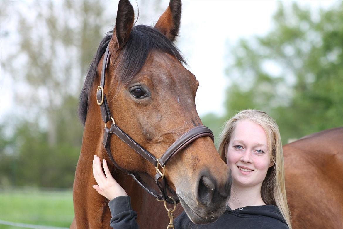 Dansk Varmblod Bellevue - Smukke, smukke Bellevue <3
Taget 15-5-12 billede 1