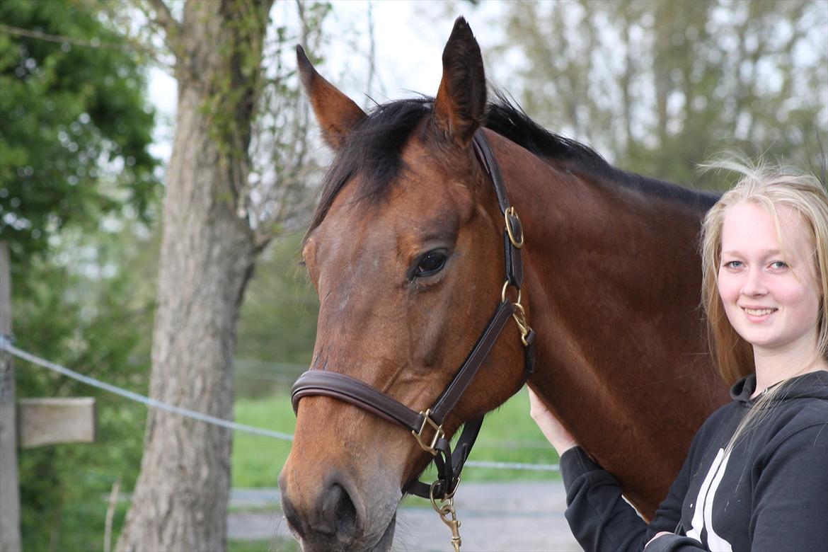 Dansk Varmblod Bellevue - Taget 15-5-12
 billede 10