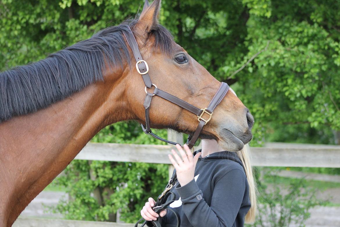 Dansk Varmblod Bellevue - Taget 15-5-12 billede 11