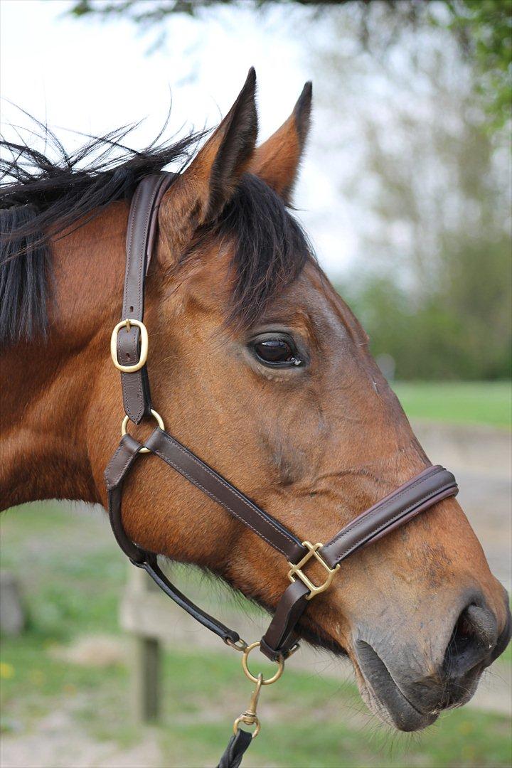 Dansk Varmblod Bellevue - Taget 15-5-12 billede 12