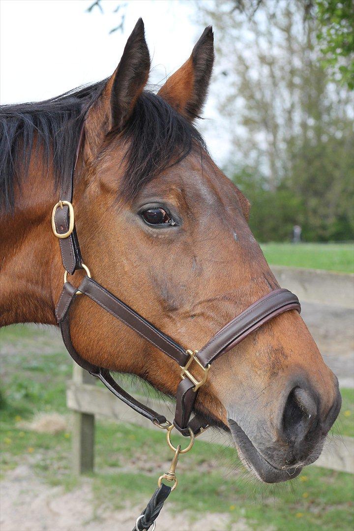 Dansk Varmblod Bellevue - Taget 15-5-12 billede 13