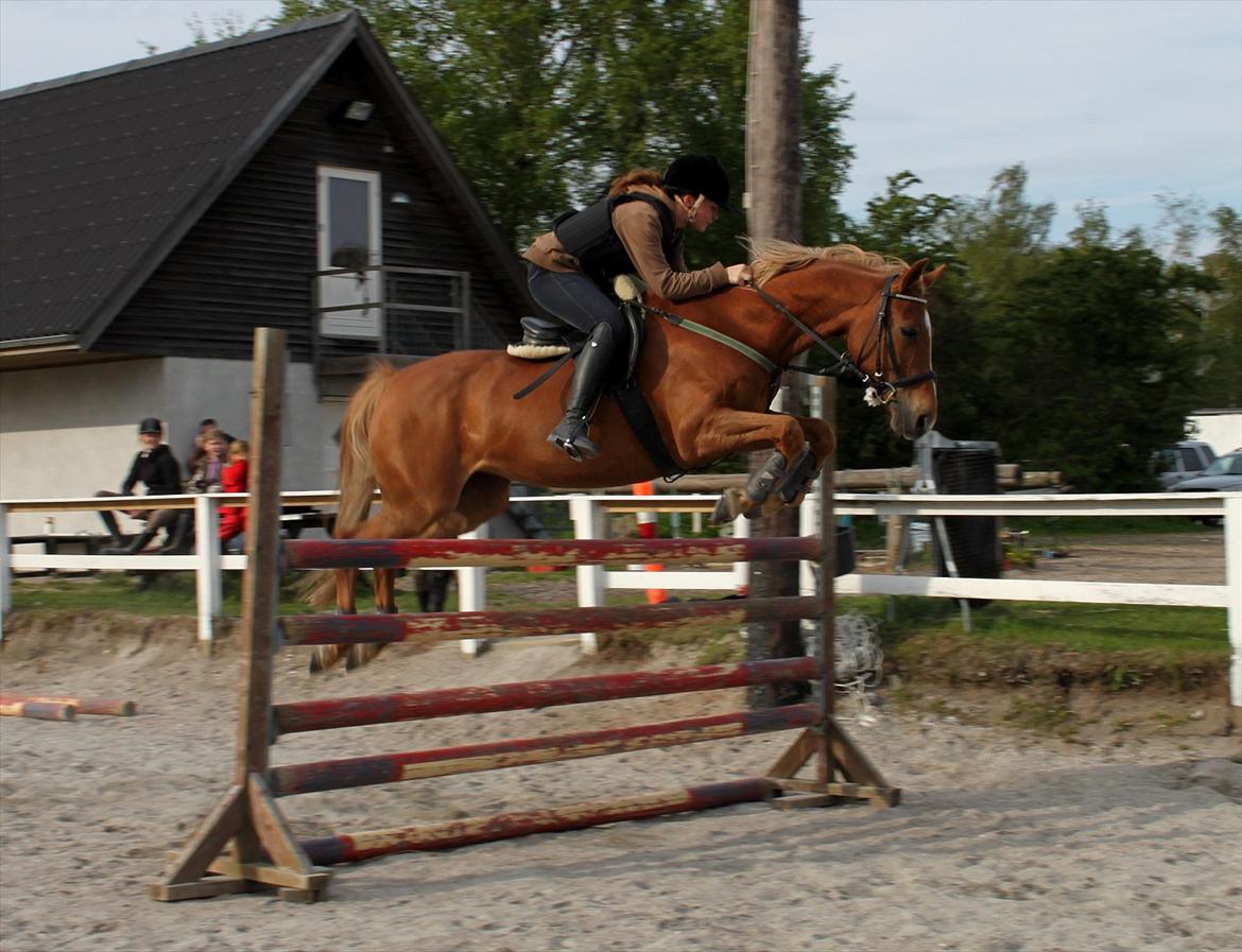 Appaloosa Sequoia van de lorkeershoeve <3 - Sequoia og jeg 125cm <3 elsker dig musser:*
foto: Mor!:D<3 billede 11