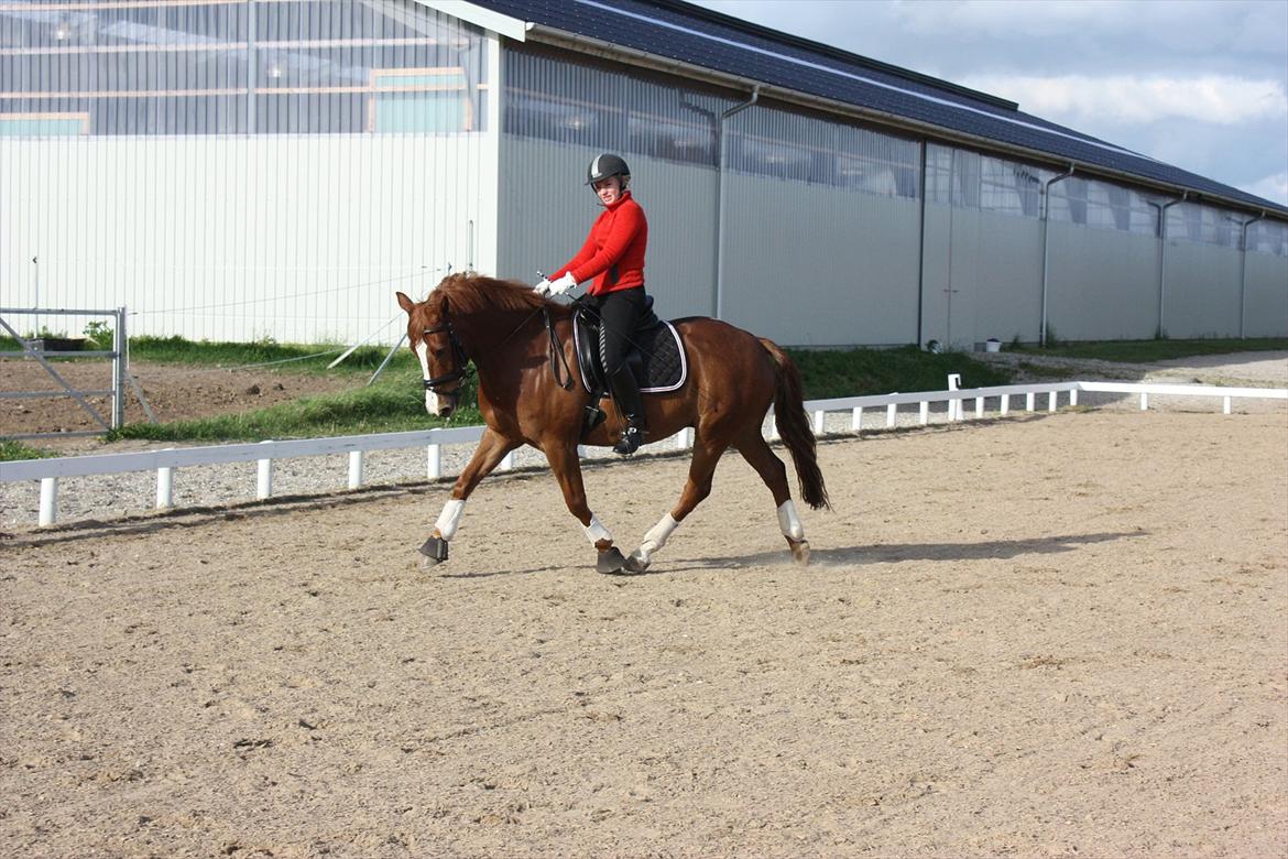 Anden særlig race Gari - Træning - maj 2012 billede 19