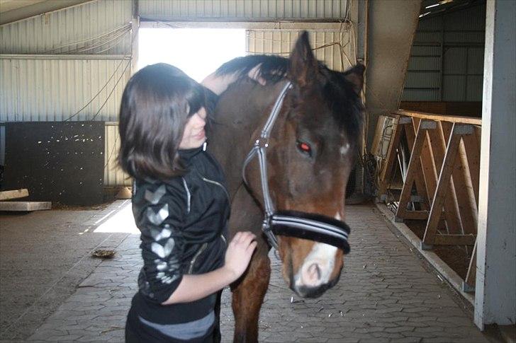 Anglo Araber (AA) Magic Star *Har redet* - I love you more then anything else <3 billede 2