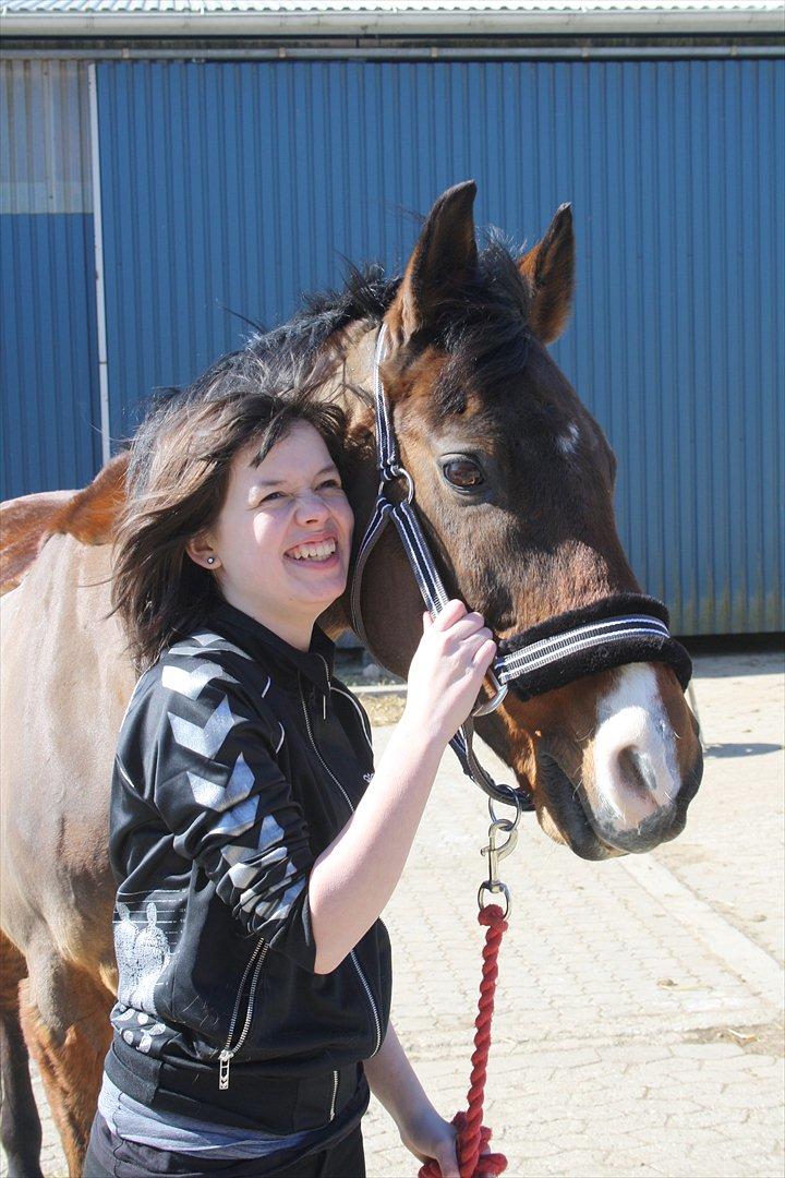 Anglo Araber (AA) Magic Star *Har redet* - I love you<3 billede 5