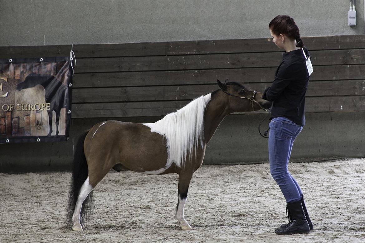 Amerikansk Miniature Samis Two Timer Regalaire - EUROPEAN CHAMPION
YOUTH GELDINGS
2011
Foto: K-pictures billede 6