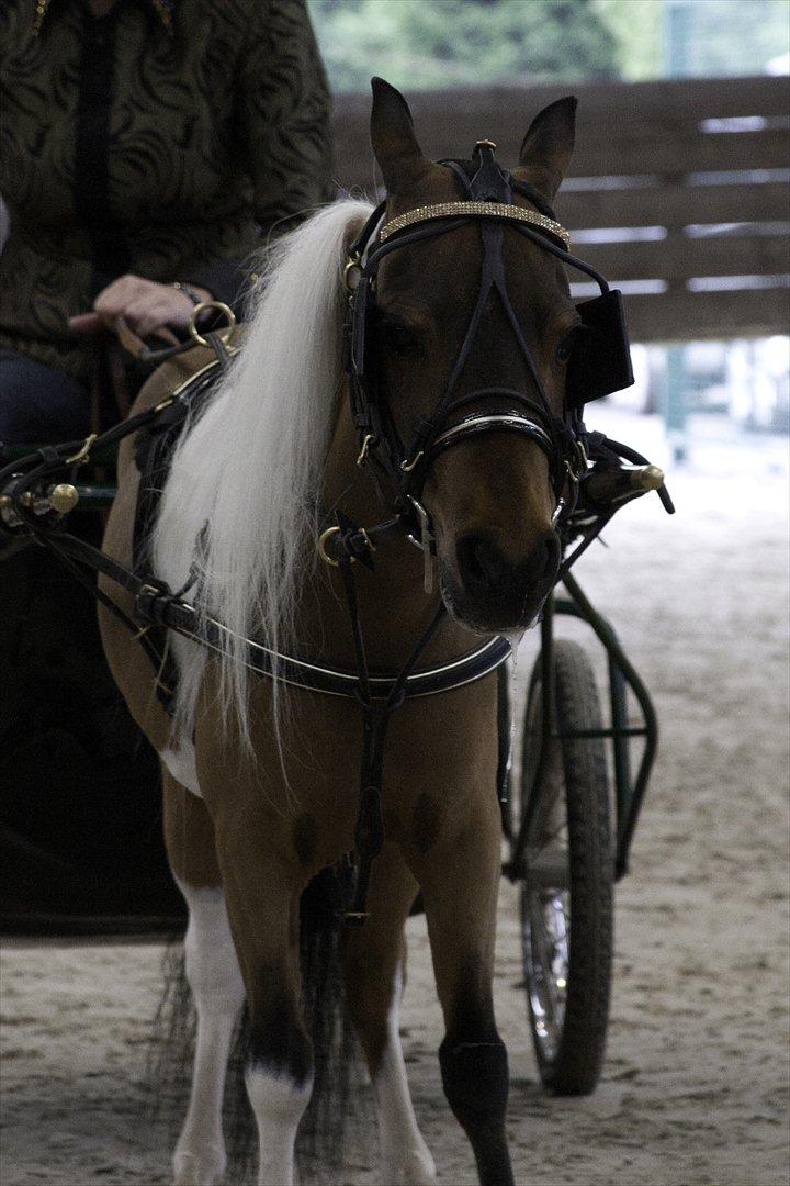 Amerikansk Miniature Samis Two Timer Regalaire - Her bliver Trylle og Malene EUROPEAN RESERVE CHAMPION VERSATILITY (Desværre for dem tog Jette og jeg første pladsen ;))
Foto: K-pictures billede 8