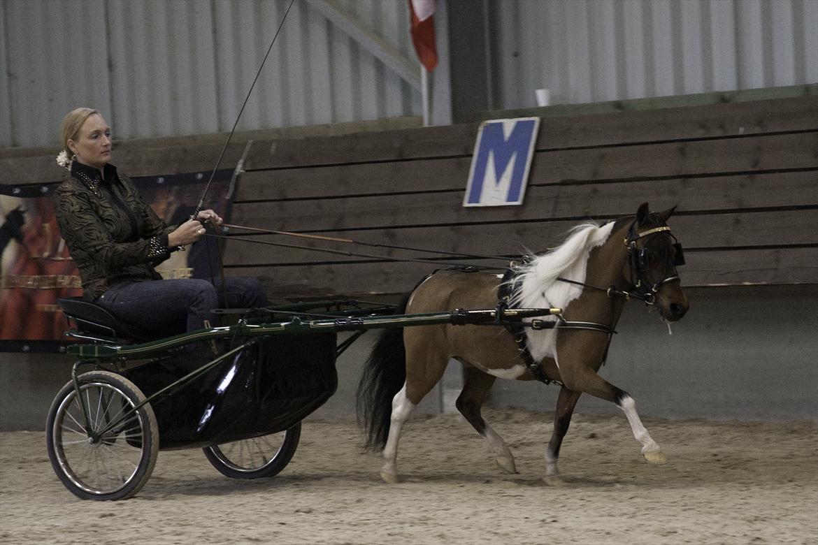 Amerikansk Miniature Samis Two Timer Regalaire - Foto:K-pictures billede 10