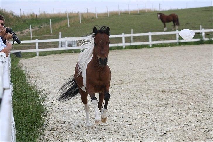 Amerikansk Miniature Samis Two Timer Regalaire - Foto:Sara Kølbæk billede 17