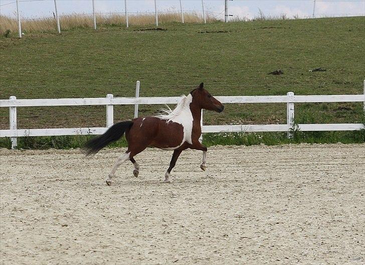 Amerikansk Miniature Samis Two Timer Regalaire - Foto:Sara Kølbæk billede 20