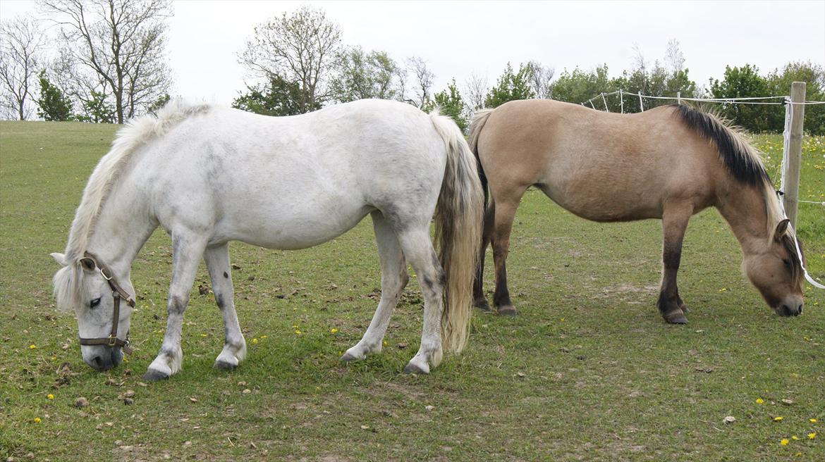 Anden særlig race Sunshine  billede 13