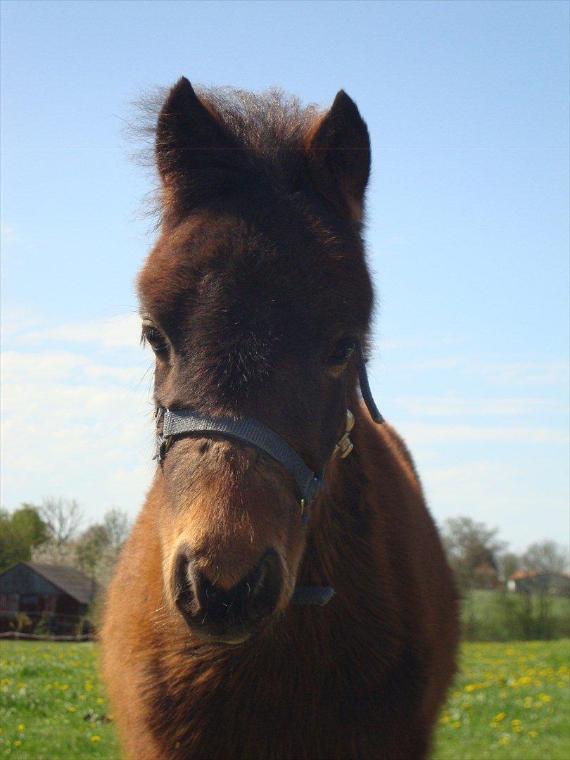 Anden særlig race Uniq Langesøe "Solgt" billede 1