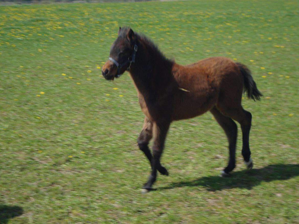 Anden særlig race Uniq Langesøe "Solgt" billede 7