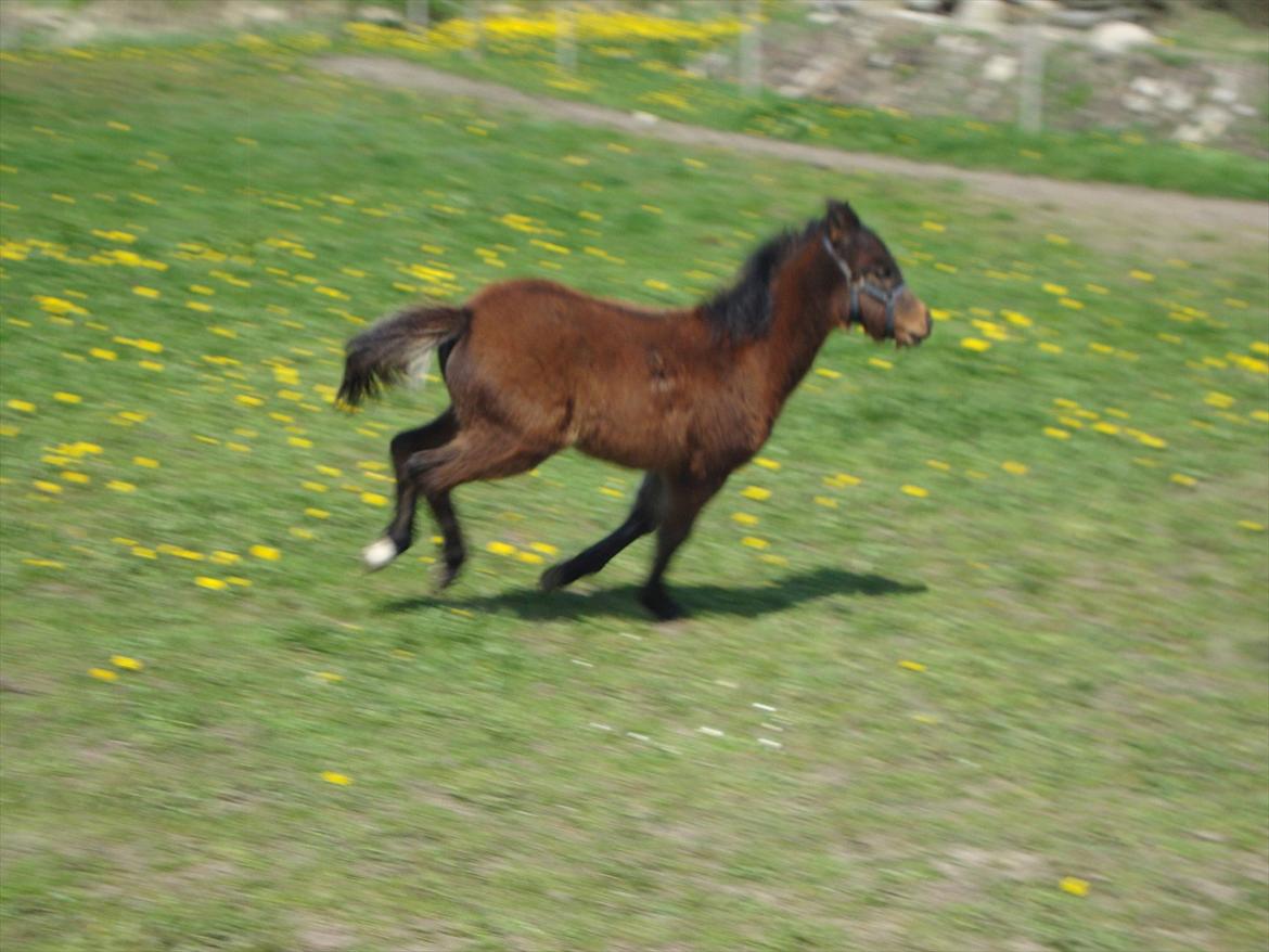 Anden særlig race Uniq Langesøe "Solgt" billede 8