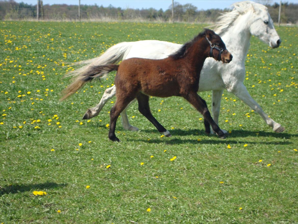 Anden særlig race Uniq Langesøe "Solgt" billede 9