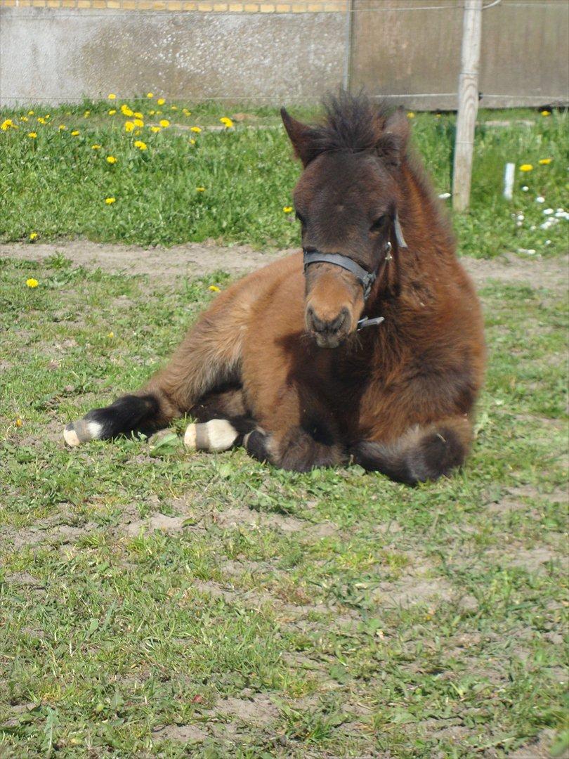 Anden særlig race Uniq Langesøe "Solgt" billede 10