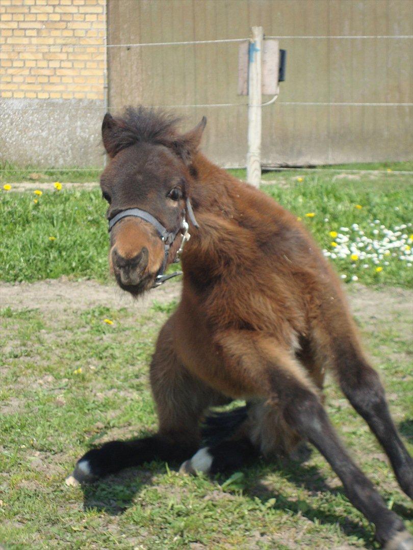 Anden særlig race Uniq Langesøe "Solgt" billede 11