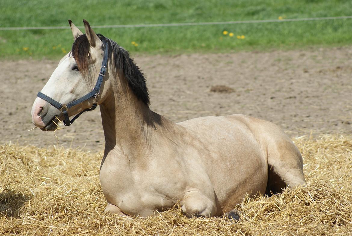 Frederiksborg Kirkebakkens Royal Gold billede 3