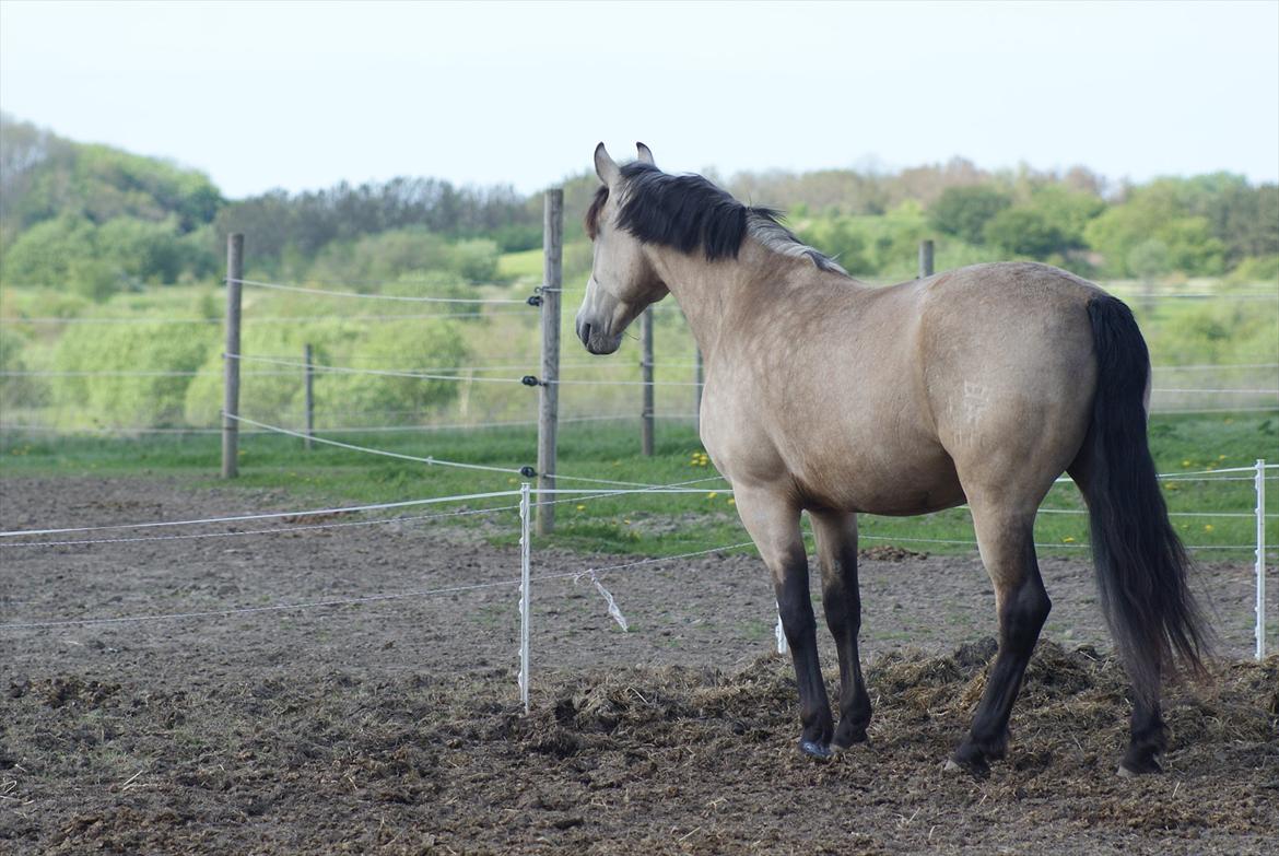 Frederiksborg Kirkebakkens Royal Gold billede 16