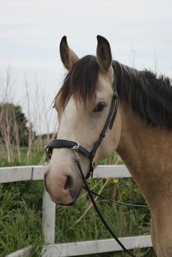 Frederiksborg Kirkebakkens Royal Gold billede 19