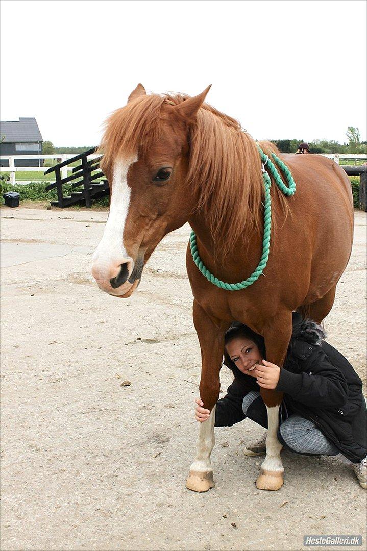 Anden særlig race Fireball - MinBedsteVen <3 - "Sometimes goodbye though it hurts is the only way now for you and me. Though its the hardest thing to say.. I'll miss your love in every way. So say goodbye, but don't you cry. Because a true love never die" - Du vil altid være min hest inderst inde.. billede 20