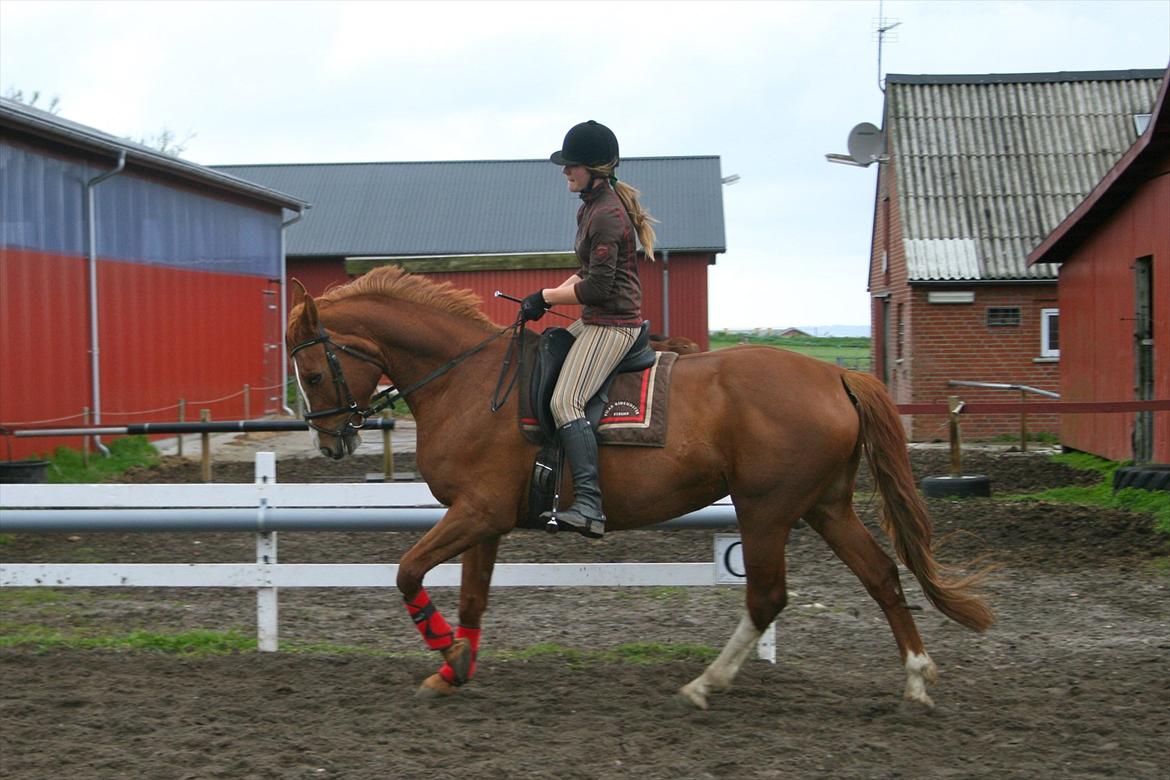 Dansk Varmblod Hjælmsbjergs Primula billede 19