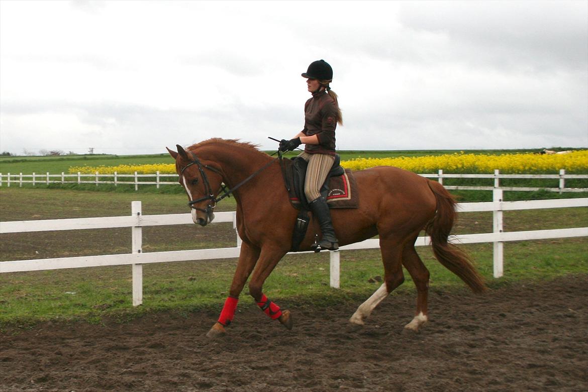 Dansk Varmblod Hjælmsbjergs Primula billede 14