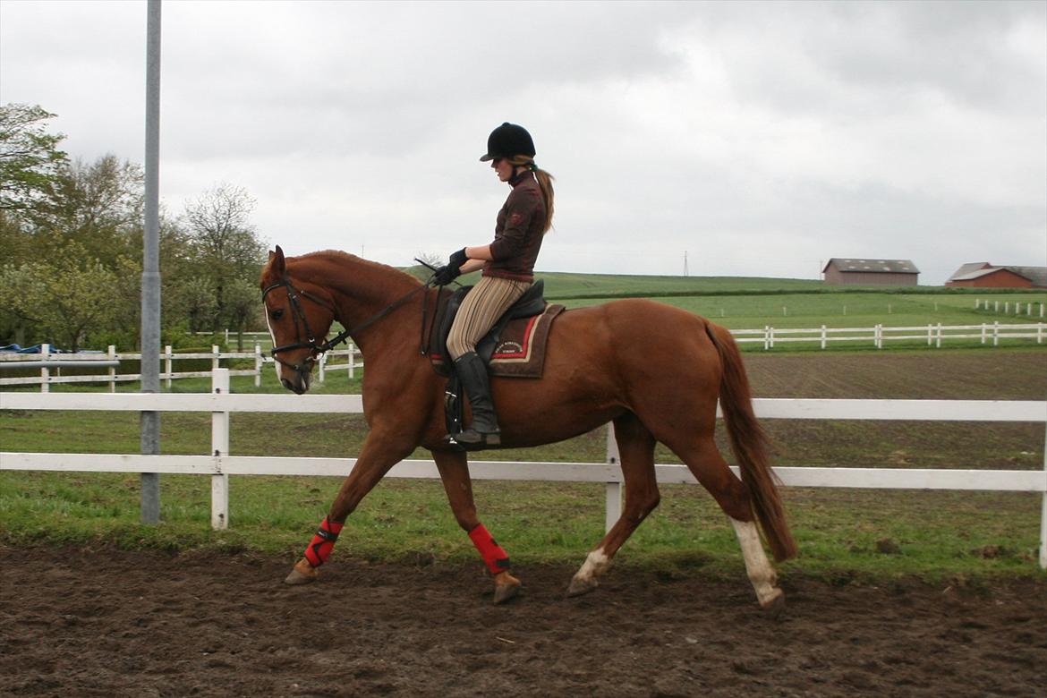 Dansk Varmblod Hjælmsbjergs Primula billede 20