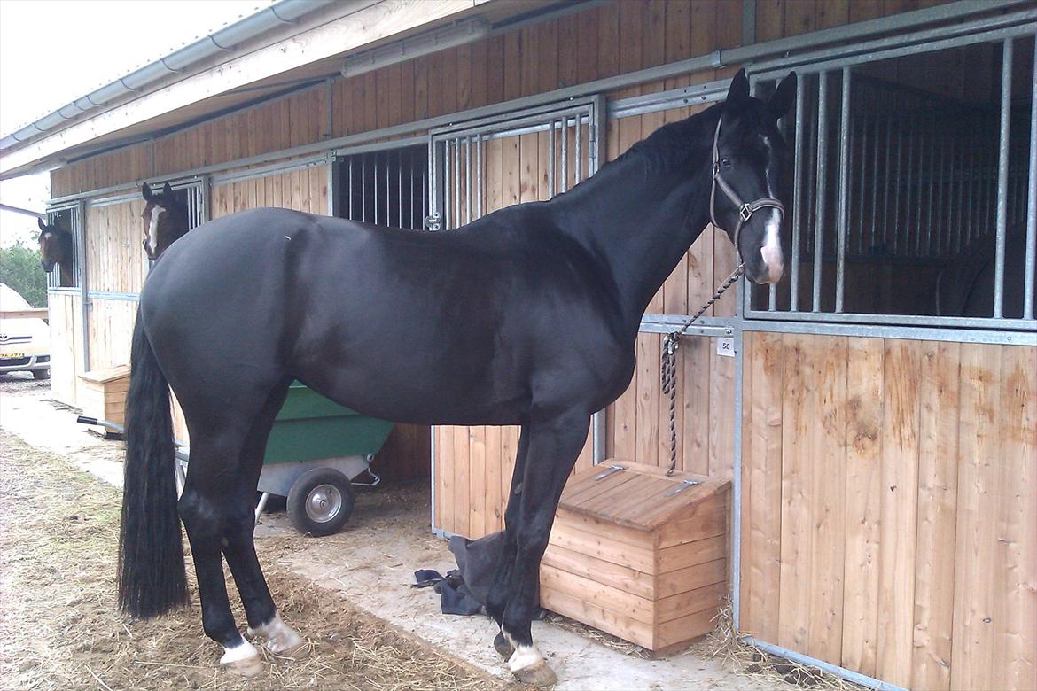 Dansk Varmblod Østersøens Hotshot BRDH  - Hotshot venter pænt mens der bliver muget ud. billede 15
