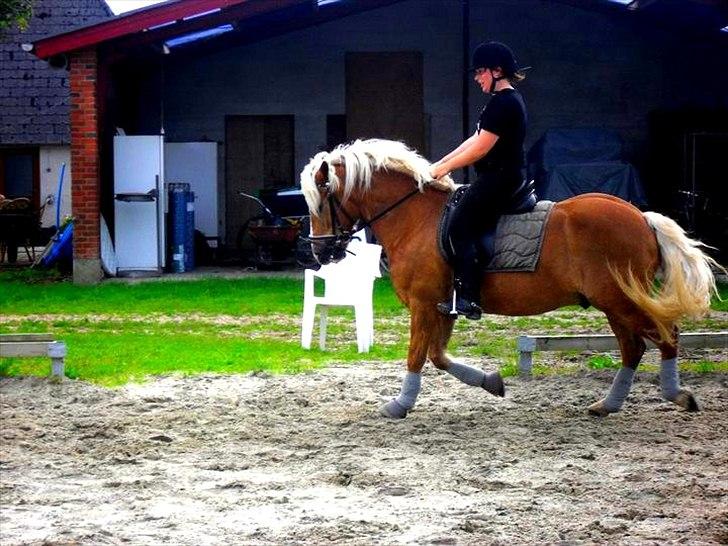 Haflinger Nappo ¤ Mit Liv<3! ¤ - Trav ! <3 billede 12