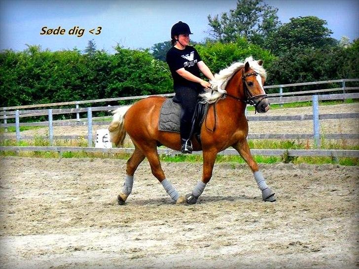 Haflinger Nappo ¤ Mit Liv<3! ¤ - hehe :-D billede 14