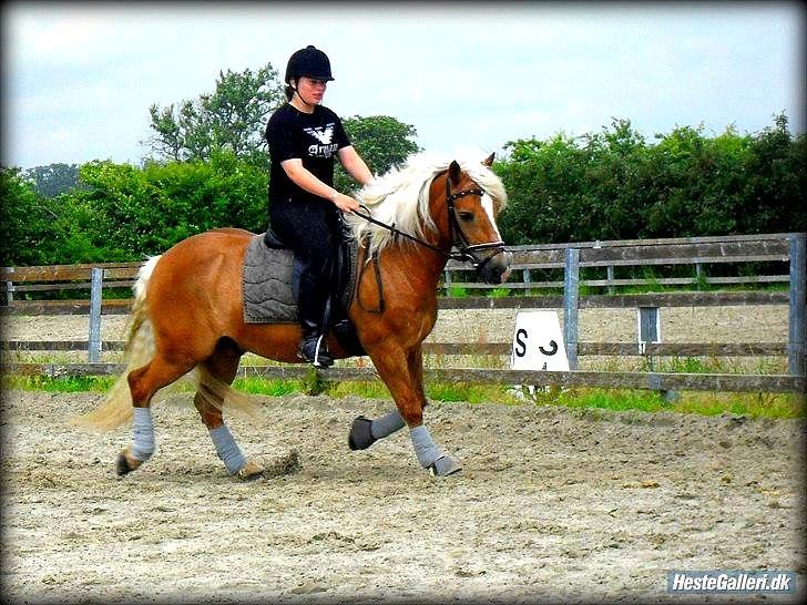 Haflinger Nappo ¤ Mit Liv<3! ¤ - Så sød du er :D billede 19