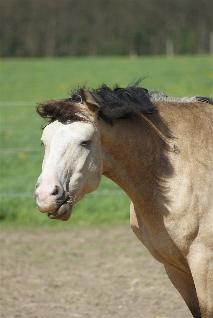 Frederiksborg Kirkebakkens Royal Gold billede 18