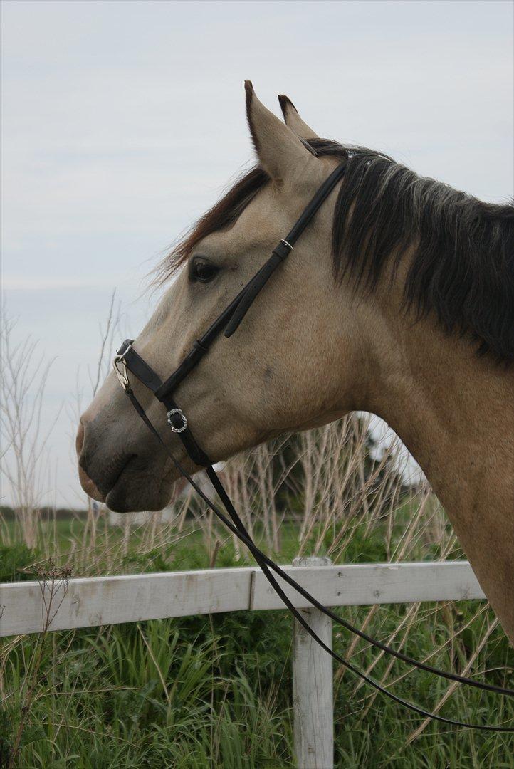 Frederiksborg Kirkebakkens Royal Gold billede 15