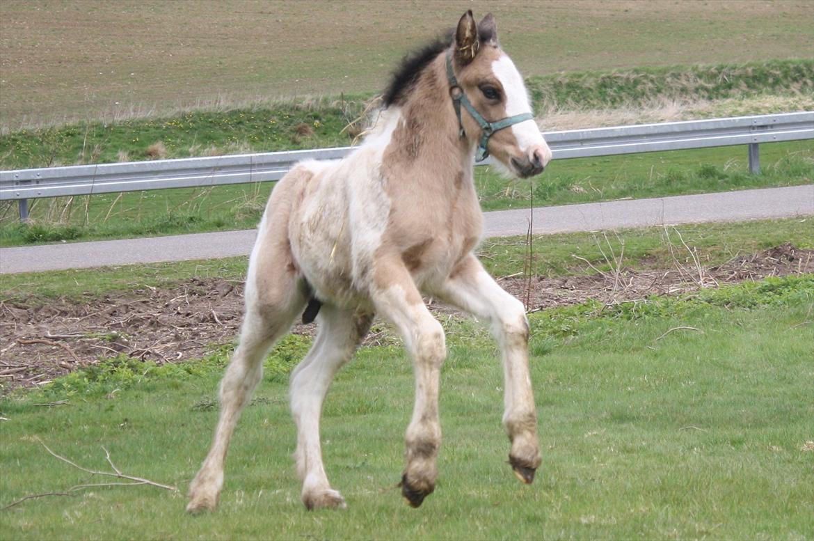 Irish Cob Li. Høngård´s Golden Calibér billede 3