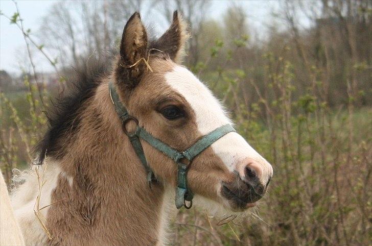 Irish Cob Li. Høngård´s Golden Calibér billede 1